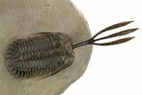 Trident Walliserops Trilobite - Exceptional Preparation #328606-3